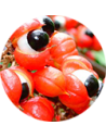 Guarana