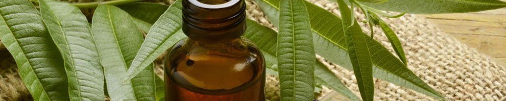 Arbol del Te / Productos de Fitoterapia / dietetikanatural.es