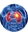 Sistema Renal