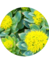 Rhodiola Rosea