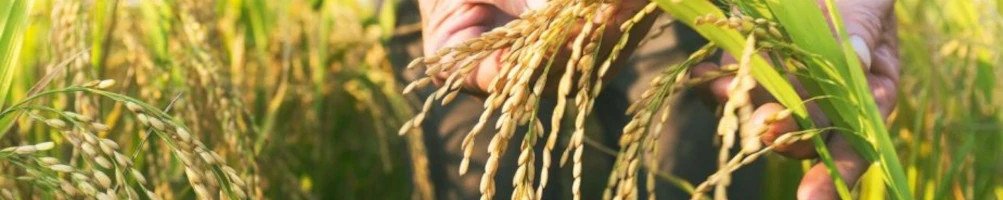 Comprar Arroz Ecologico de calidad / Dietetika Natural