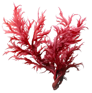 Haematococcus pluvialis