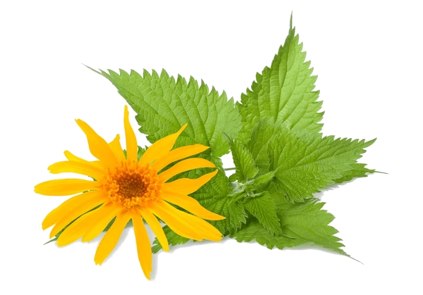 Arnica