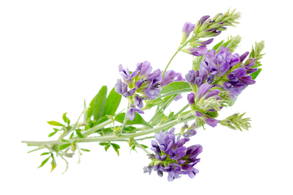 Alfalfa