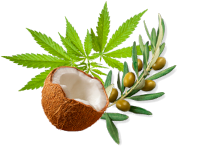 Cáñamo, Olivo y Coco