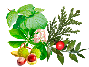 Hamamelis, castaño de indias, rusco y cipres