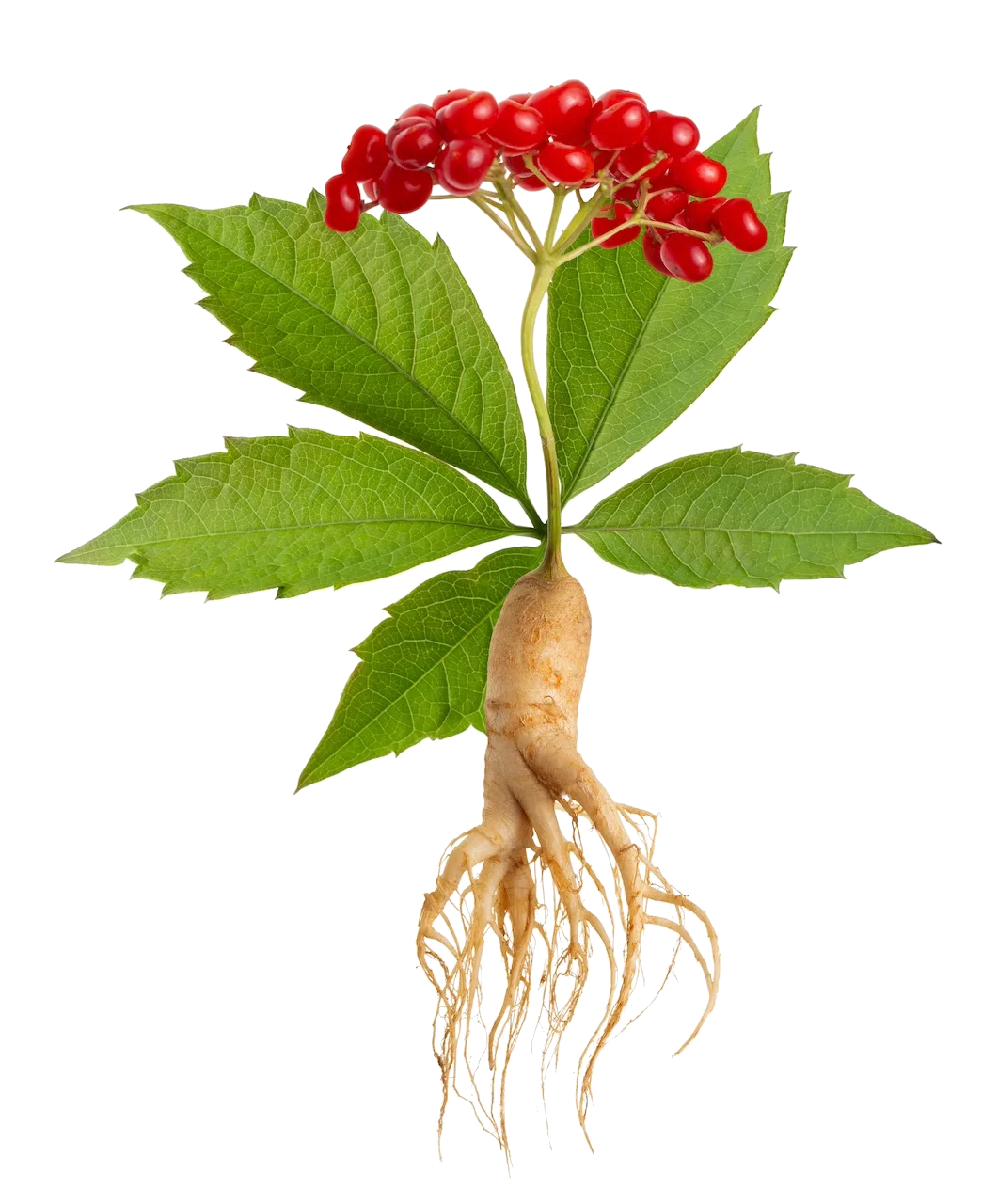 Ginseng rojo