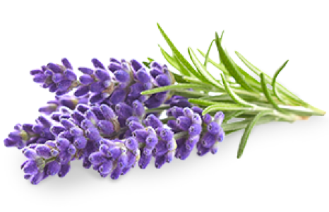 Lavanda
