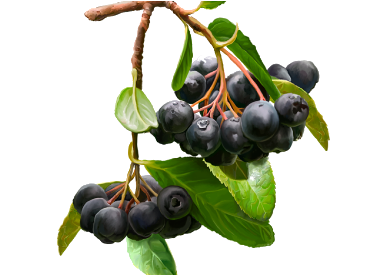 Aristotelia chilensis o maqui