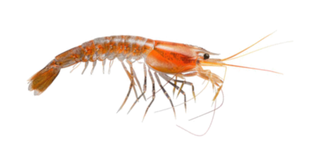 Krill