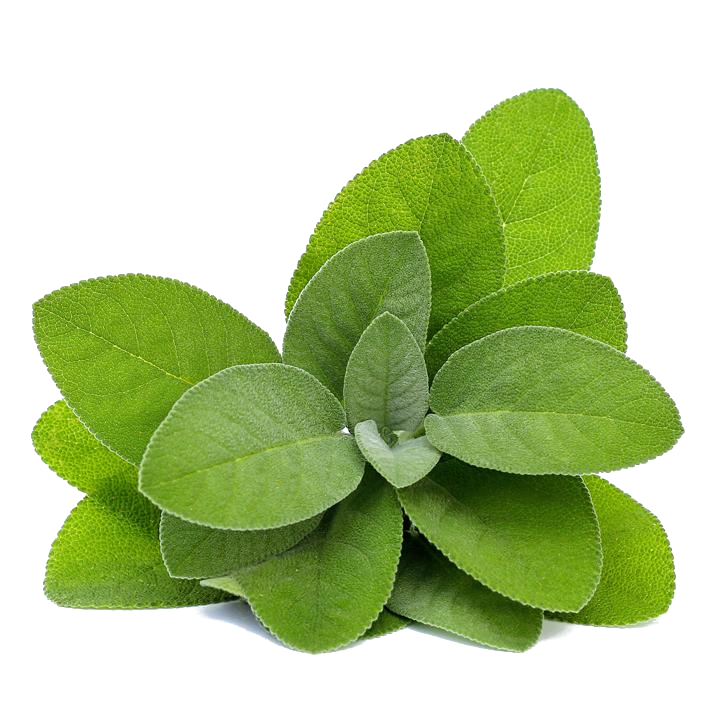 Salvia