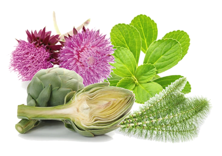 Alcachofa, Cardo mariano, Cola de caballo y Boldo