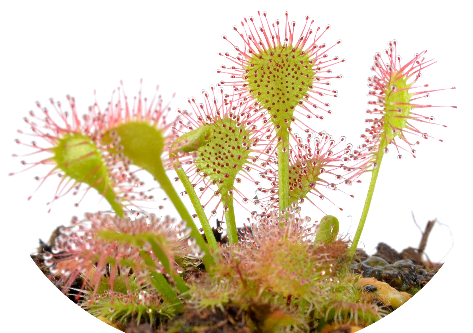 Drosera rotundifolia