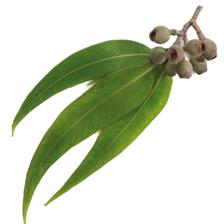 Eucalipto