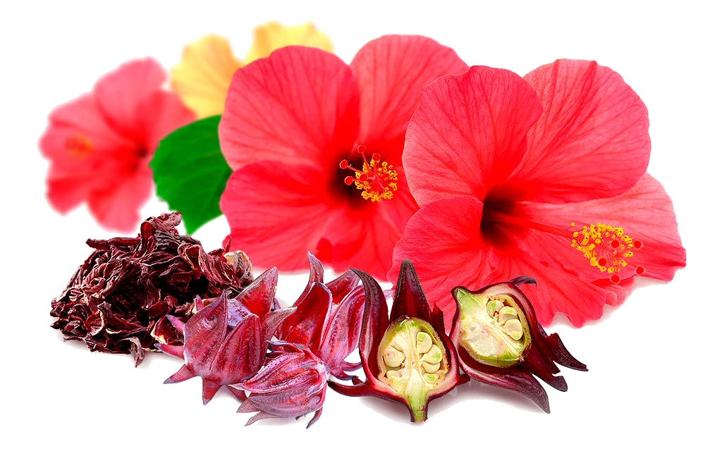 Hibisco
