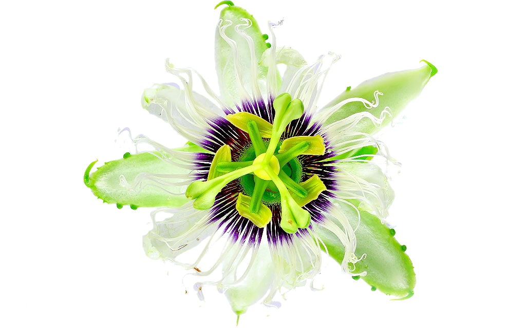 pasiflora