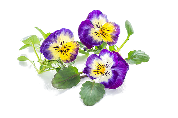 Pensamiento silvestre