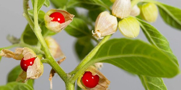 LA ASHWAGANDHA PROPIEDADES Y BENEFICIOS