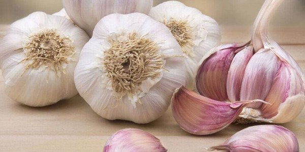 ALLIUM SATIVUM, BENEFICIOS DEL AJO