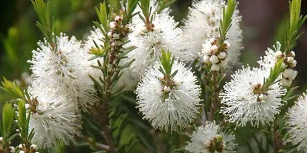 ACEITE DEL ARBOL DEL TE EXTRACTO DE MELALEUCA ALTERNIFOLIA 