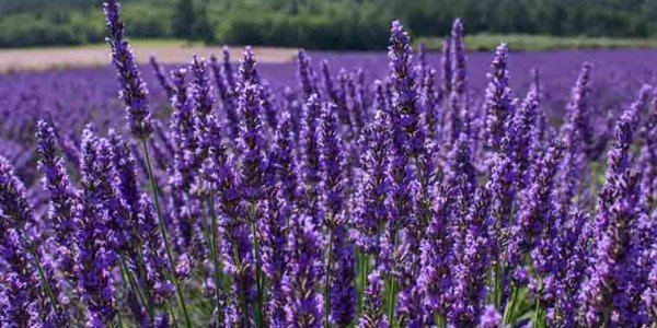 LA LAVANDA, UN DELEITE PARA LOS SENTIDOS
