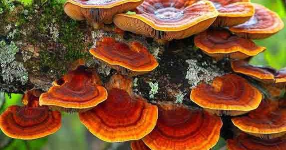 REISHI EL HONGO DE LA ETERNA JUVENTUD
