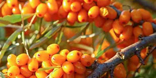 ESPINO AMARILLO, UNA INYECCIÓN DE ENERGÍA PARA TU PIEL Y SALUD